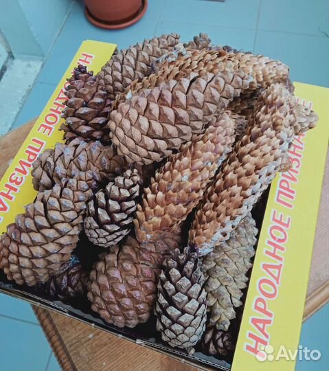 Шишки закрытые сосновые