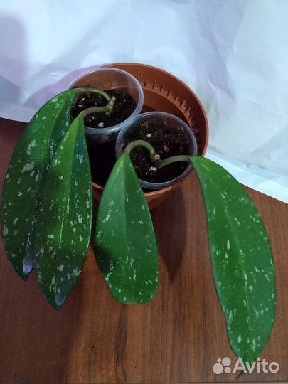 Хойя пубикаликс, sv. sunrise, дисхидия овата