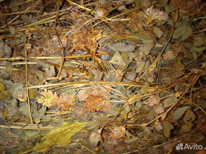 Сухие травы, ягоды, веточки