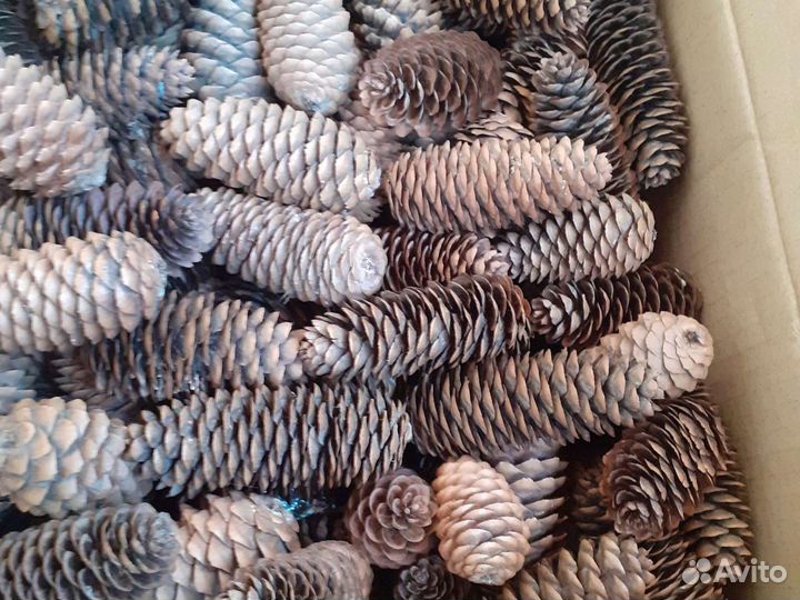 Шишки для декора