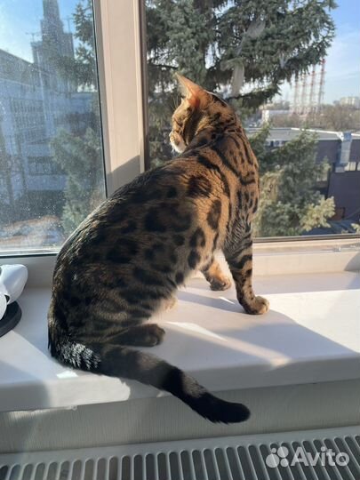 Бенгальский кот вязка