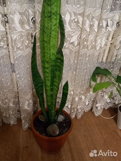 Бенджамина фикус сансевиерия тёщин язык