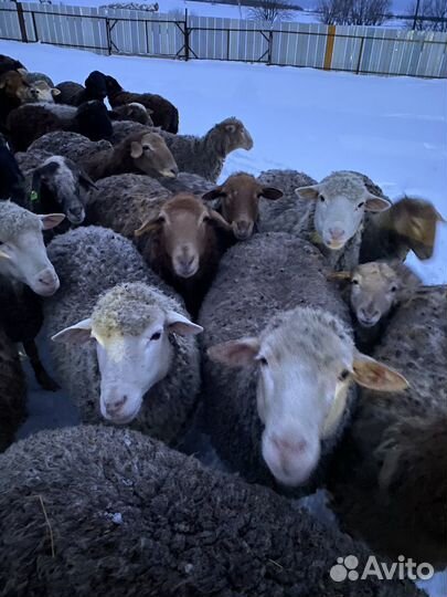 Овцы,бараны