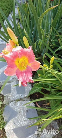 Цветы для сада