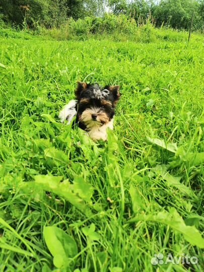 Очаровашка и красавчик