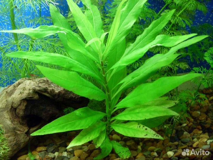 Внешний фильтр Eheim.растения аквариумные продам
