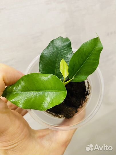 Фикус Наоми Голд