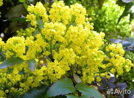 Магония, семена