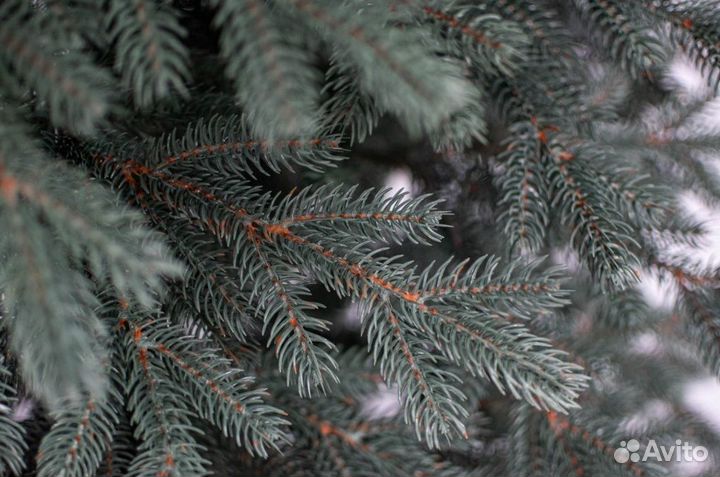 Ель голубая литая