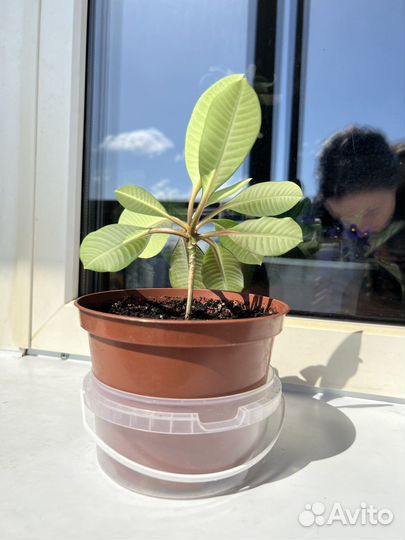 Молочай беложильчатый