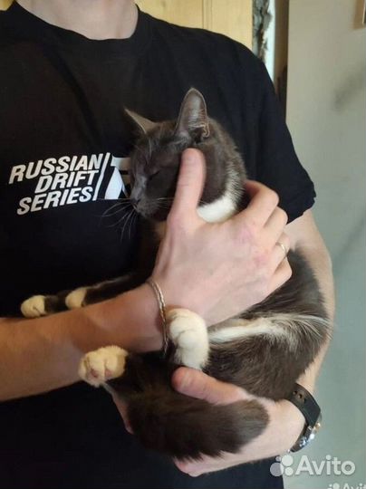 Кошечка 1 год в самые добрые руки