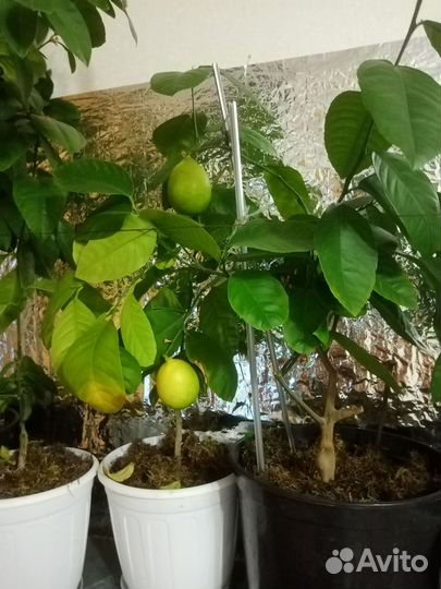 Комнатные домашние растения