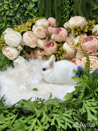 Мини кролики ручные