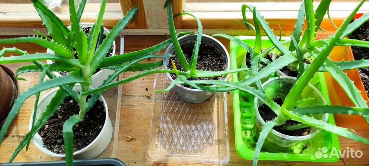 Алоэ древовидное лечебное