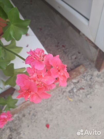 Герань и ипомея батат