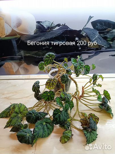 Хлорофитум бонни