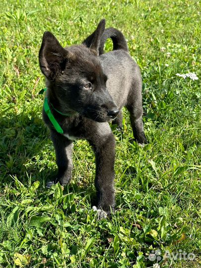 Щенки в добрые ответственные руки. Бесплатно