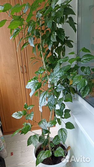 Гибискус китайская роза