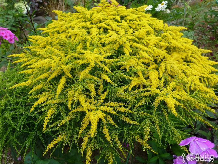 Цветы для сада