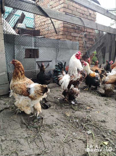 Петух Брама