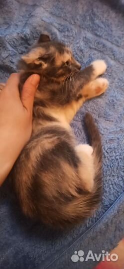 Котята донского сфинкса