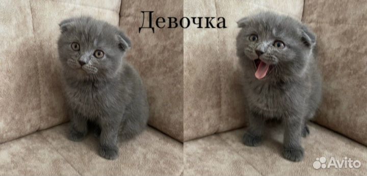 Шотландская