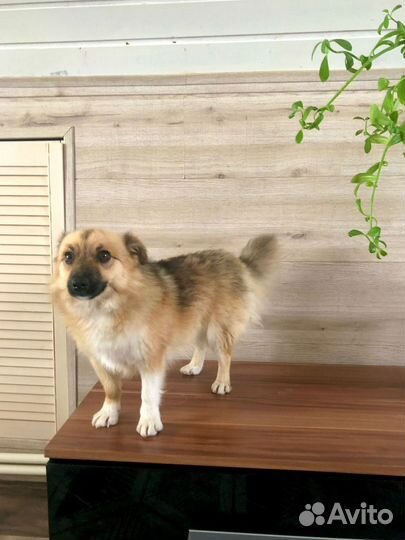 Маленькая собачка Микки 1 год ищет дом