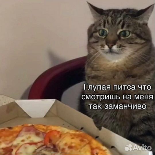 Кошка коська