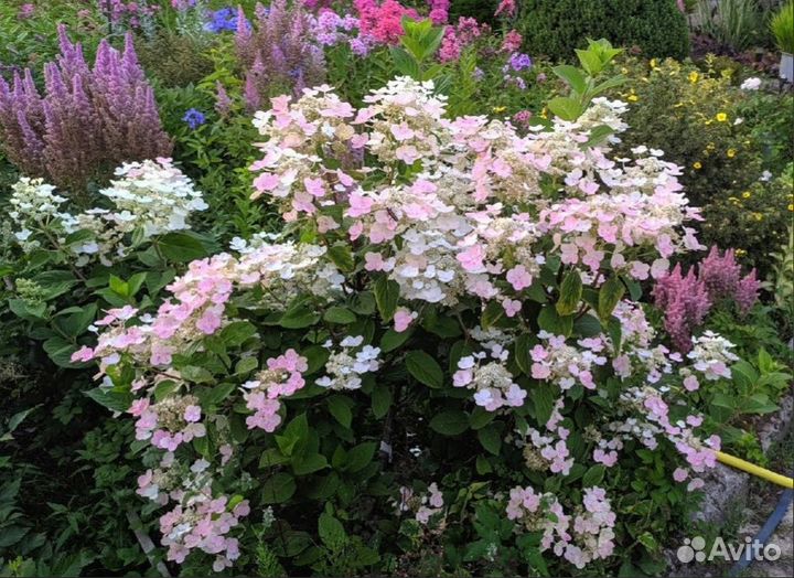 Гортензии крупнолистовые и метельчатые