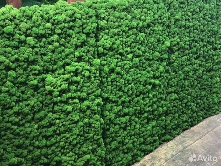 Панно из мха