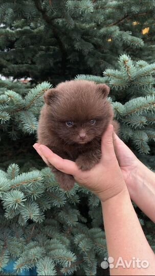 Щенки шпица