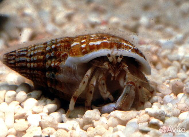 Дайвинг на день рождения, дайвинг экскурсиии