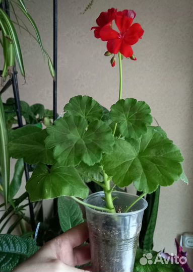 Герань пеларгония