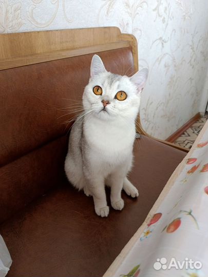 Кошка в дар