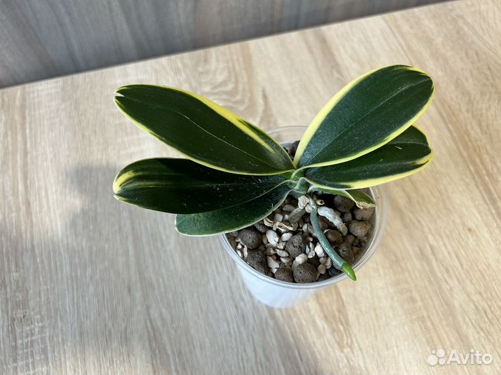 Орхидея фаленопсис вариегатная Сого Вивьен