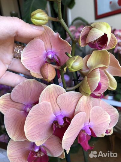 Орхидея карибские мечты