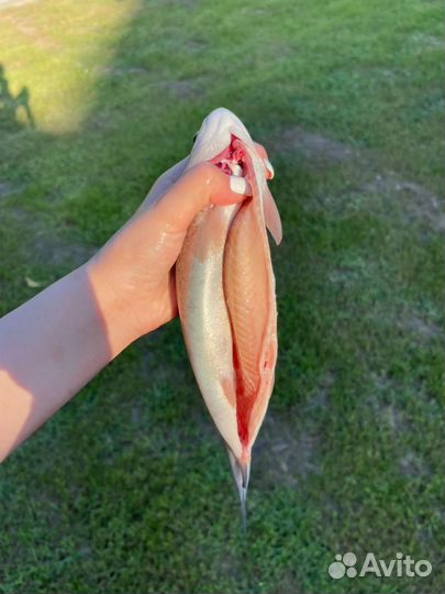 Форель Живая опт и розница