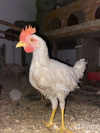 Петух 4 мес