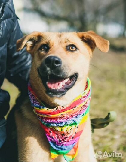 Собака Тыковка ищет дом из приюта