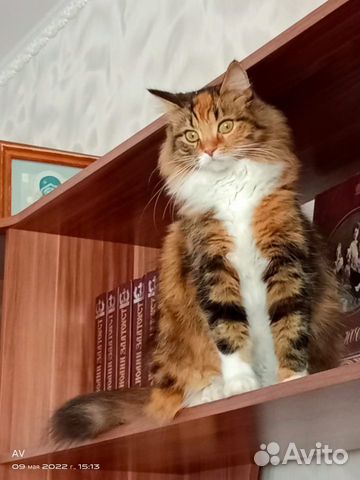 Котенок сибирской кошки объявление продам