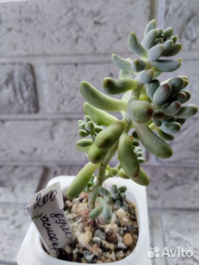 Суккуленты