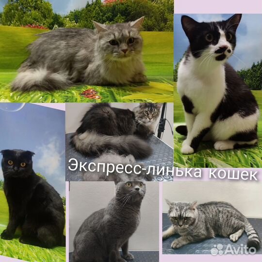 Стрижка собак и кошек Грумер Зоосалон