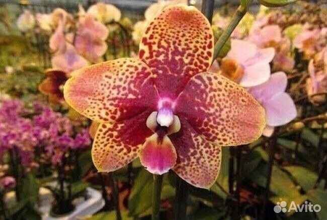 Подростки сортовых орхидей