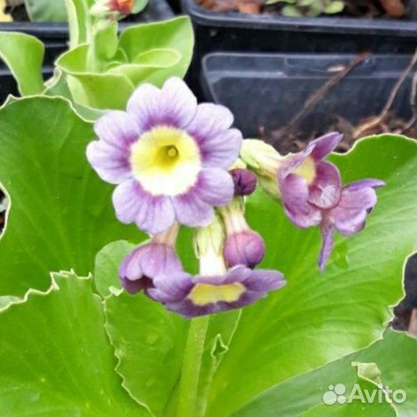 Примула ушковая Аурикула рассада