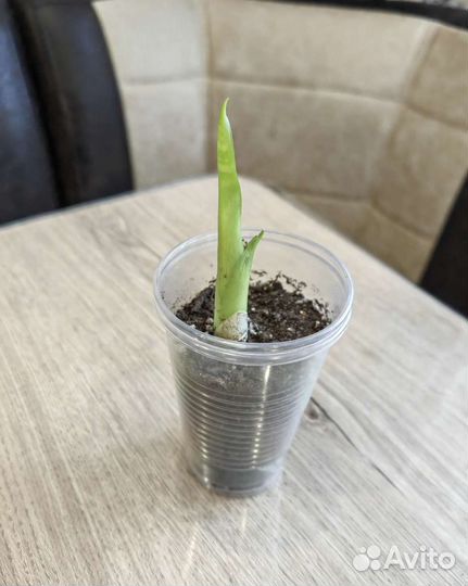 Сансевиерии Разные