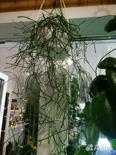 Хойя, дисхидия