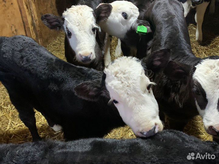 Бычки новый завоз