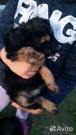 Щенки помесь спаниеля