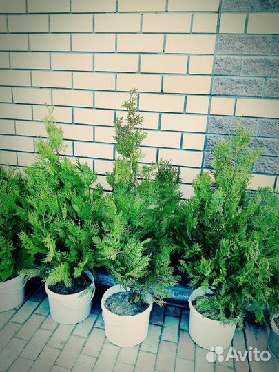 Туи западный смарагд, Брабант