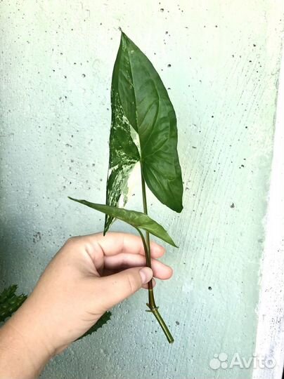 Сингониумы